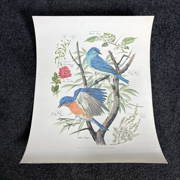 Arthur Singer Portfolio of Bird Prints Complete Set (8) - Vintage Botanical Art - Picture 3 of 16